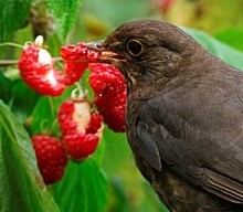 black bird berry